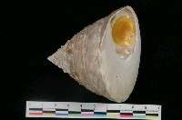 藏品(銀塔鐘螺)的圖片